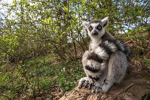 Lemur Woods