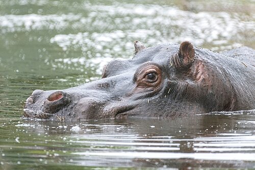Hippo Lakes