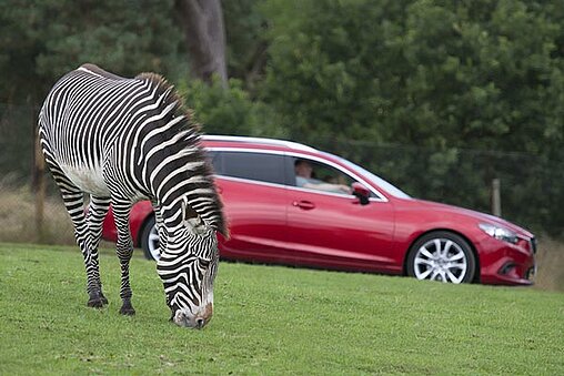 west midlands safari park virtual reality ride