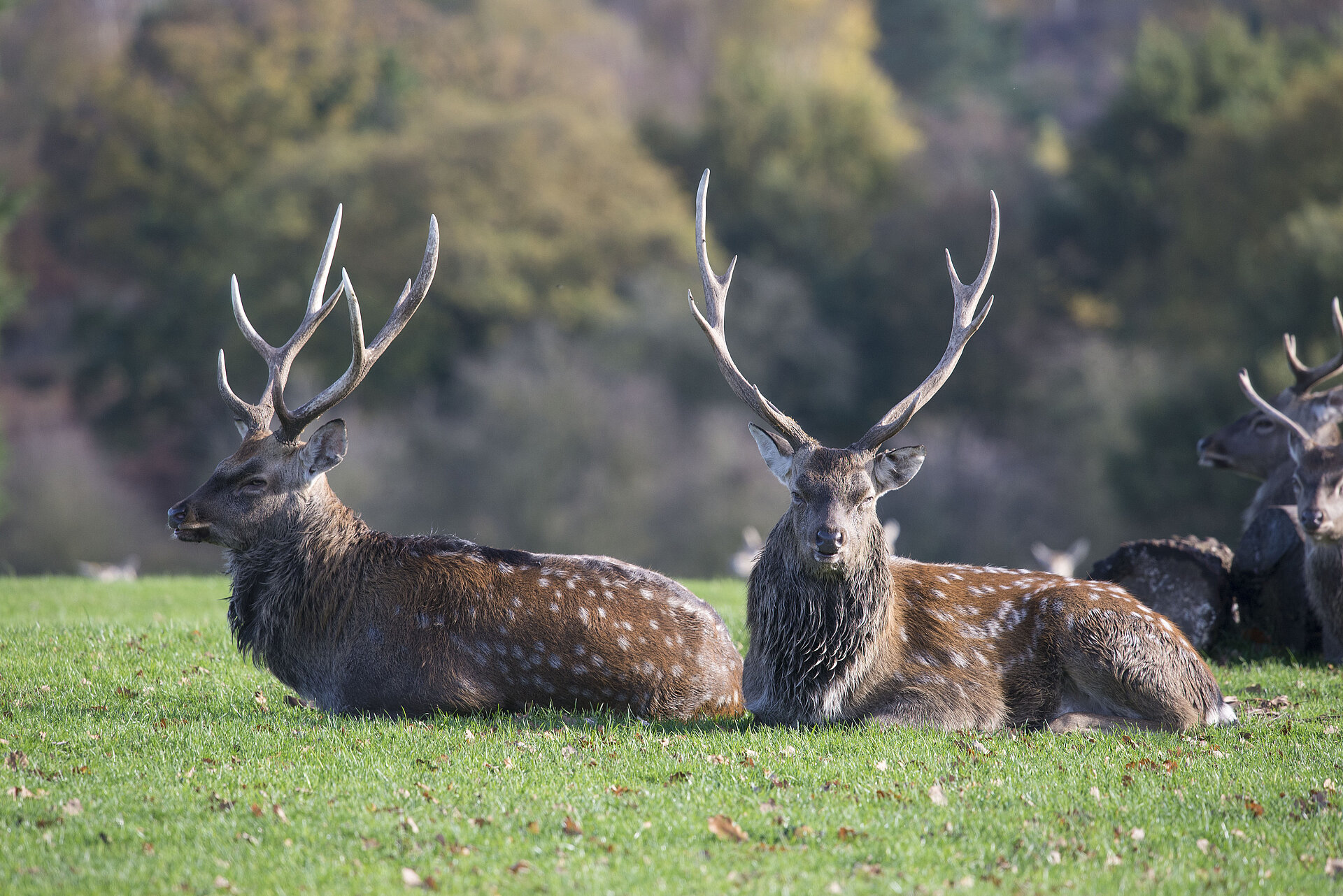 Formosan Sika Deer