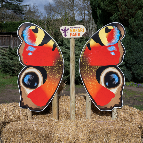 Butterfly Photo Point at West Midlands Safari Park