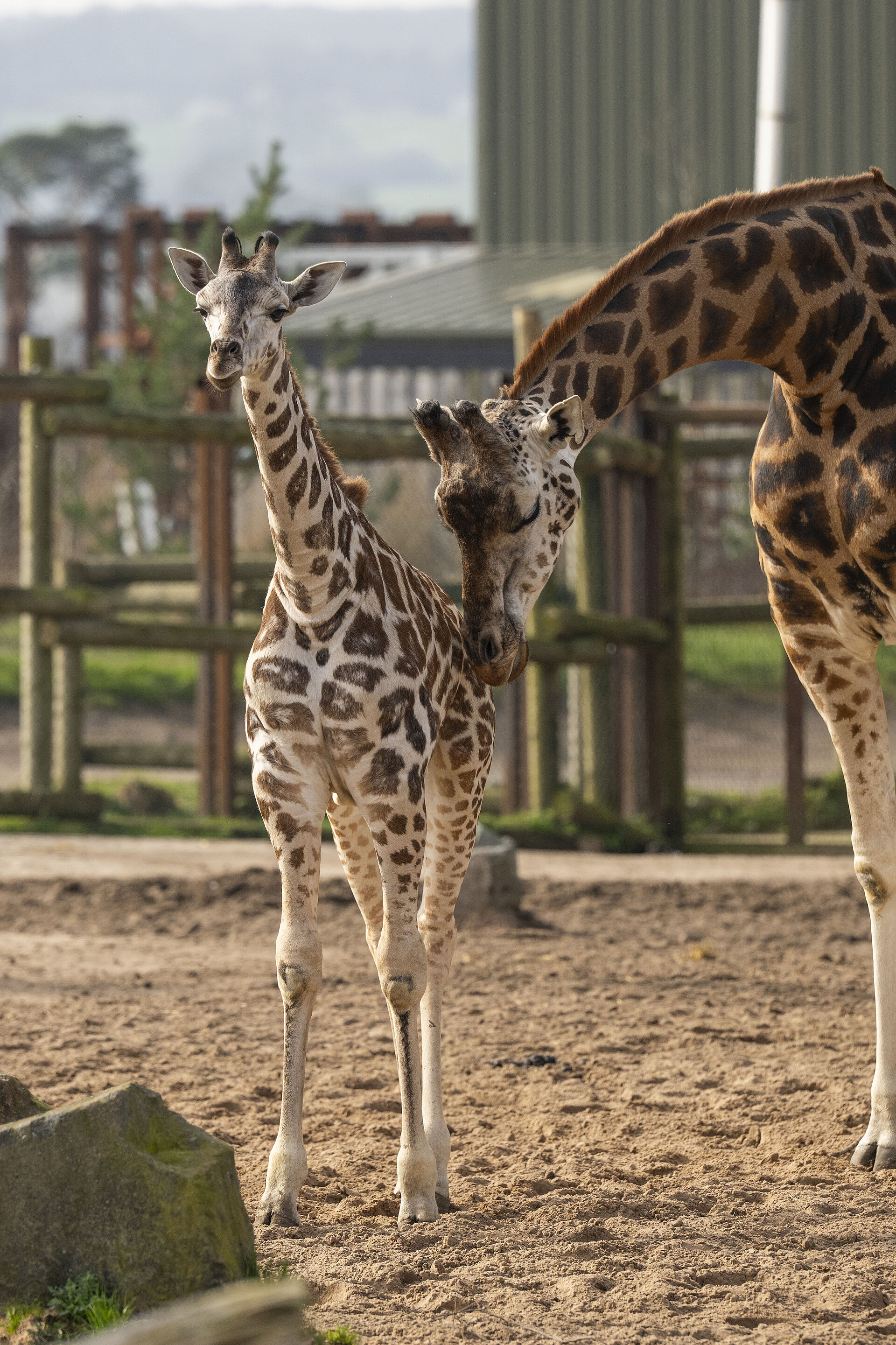 baby giraffe standing next to its mother on the safari drive at West Midlands Safari Park
