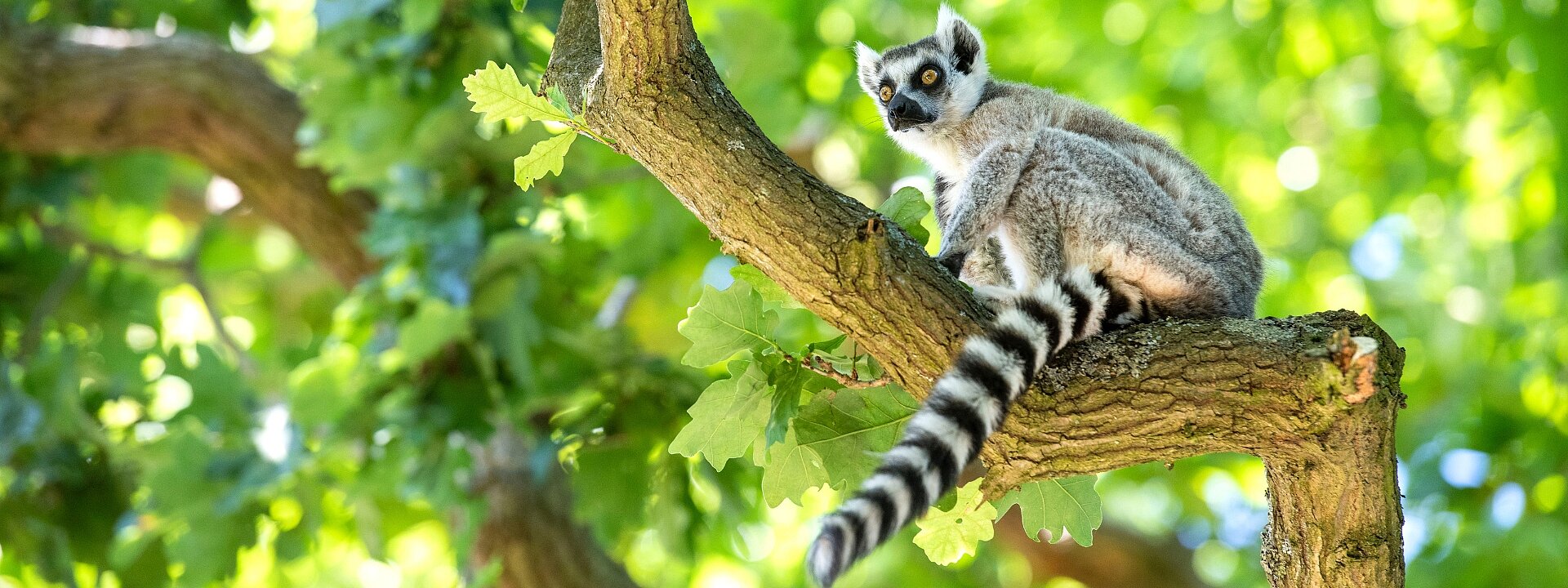 Lemur Woods