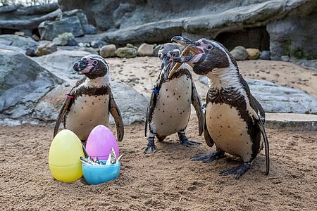 Easter Treats for Penguins Cause a Splash