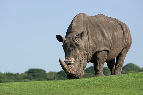 African Plains