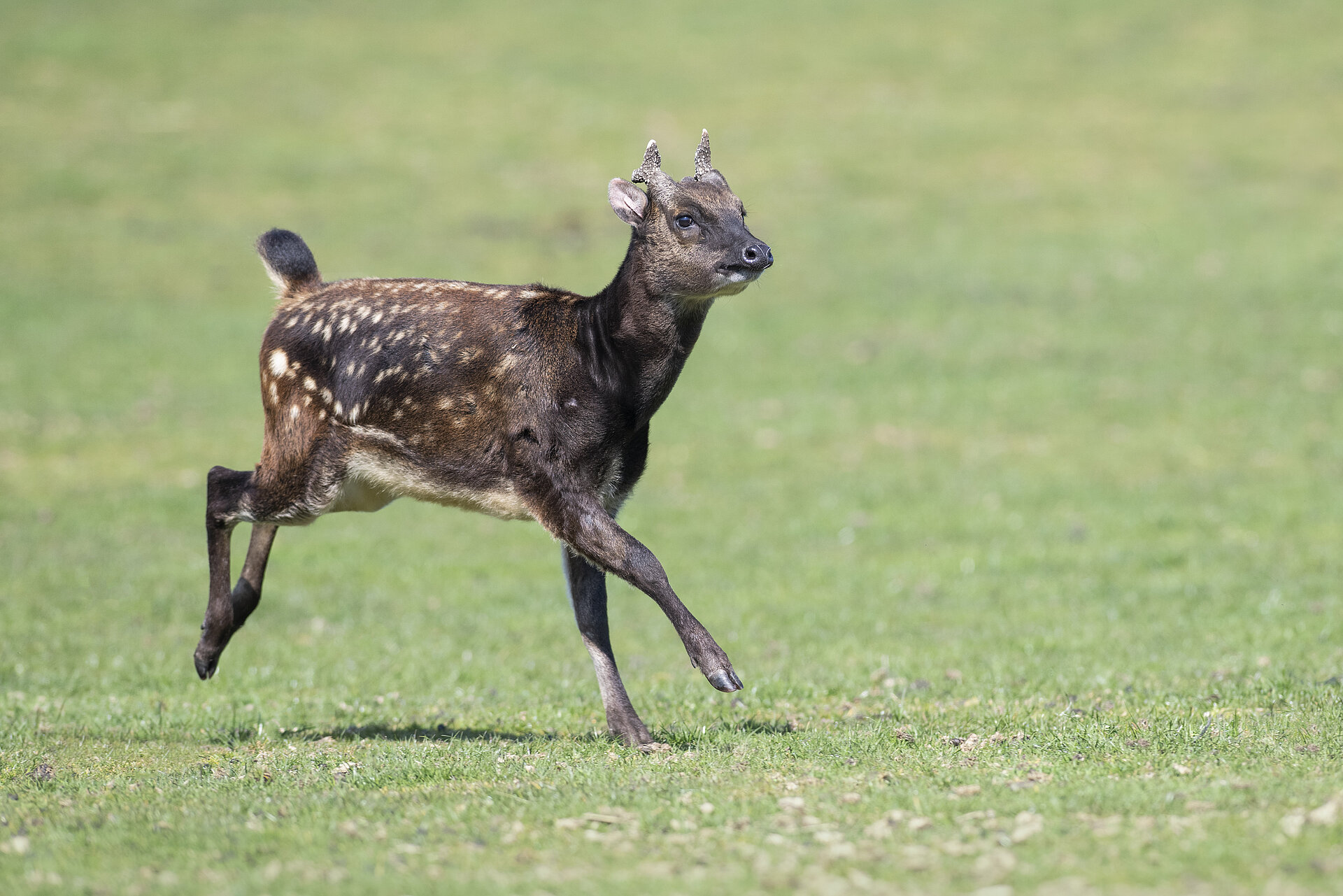Philippine Spotted Deer