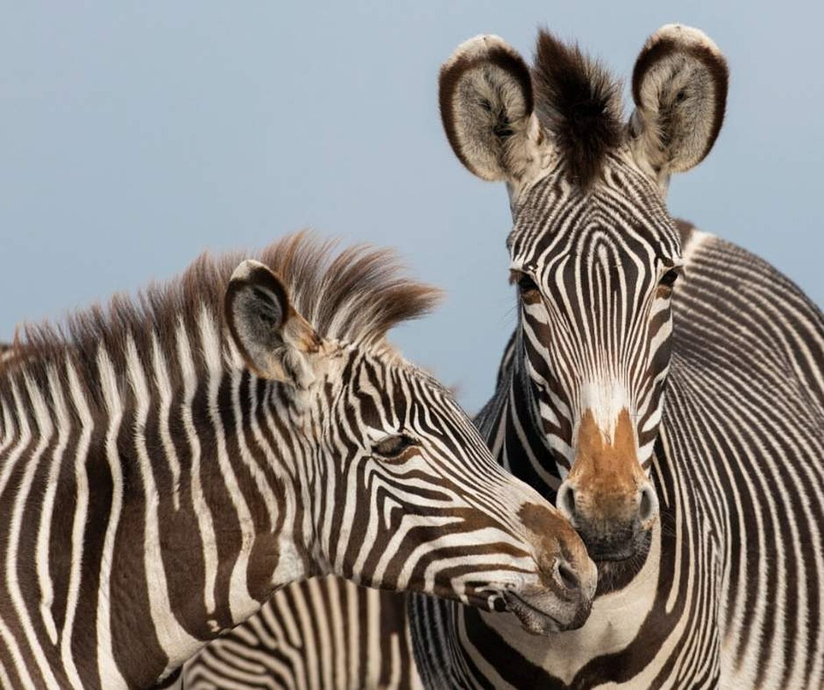 Buy One, Get One Free!