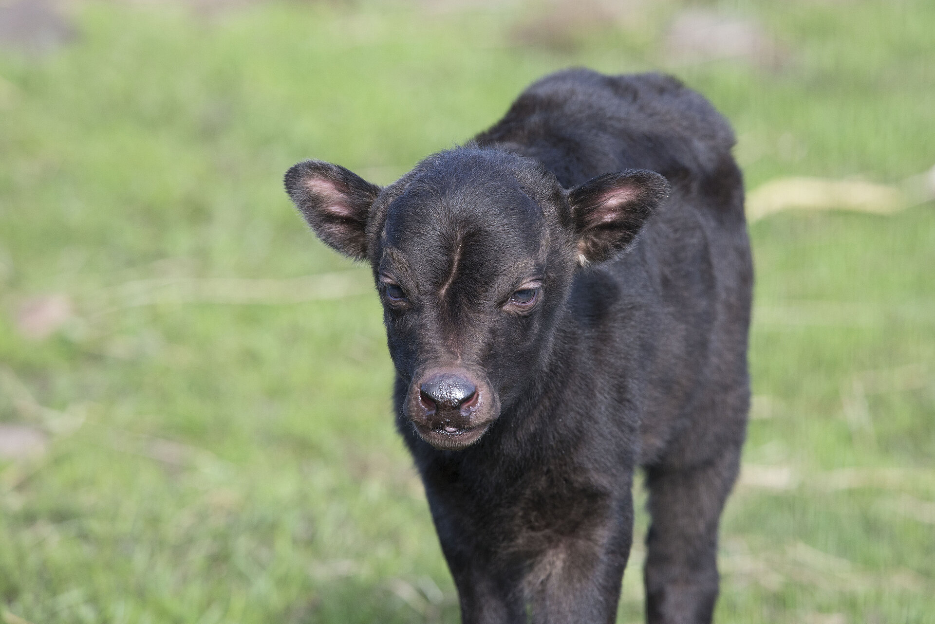 Lowland Anoa