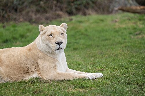White Lion Viewpoint