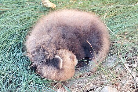 Endangered Red Panda Cub is Born