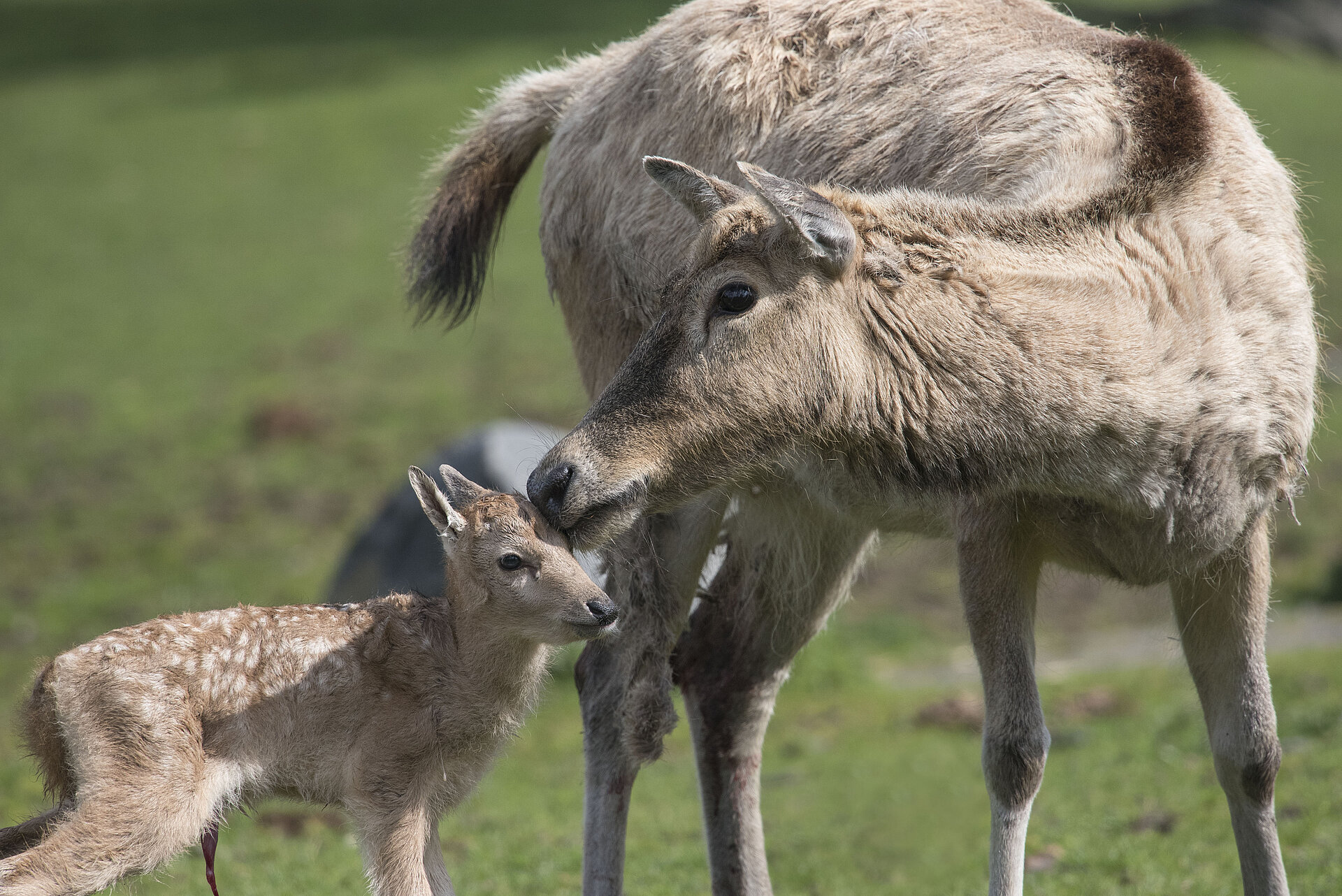Père David's Deer