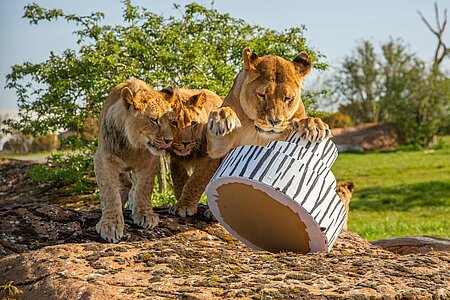 Lion Cub Triplets Celebrate First Birthday With Cake Smash!