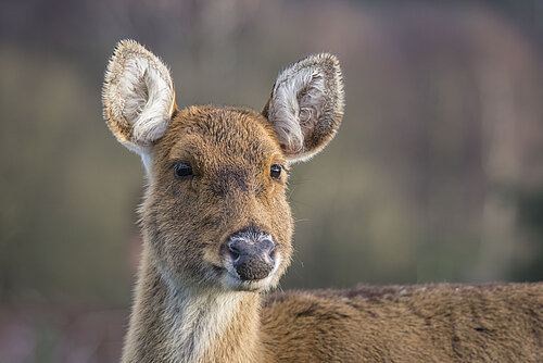 Barasingha