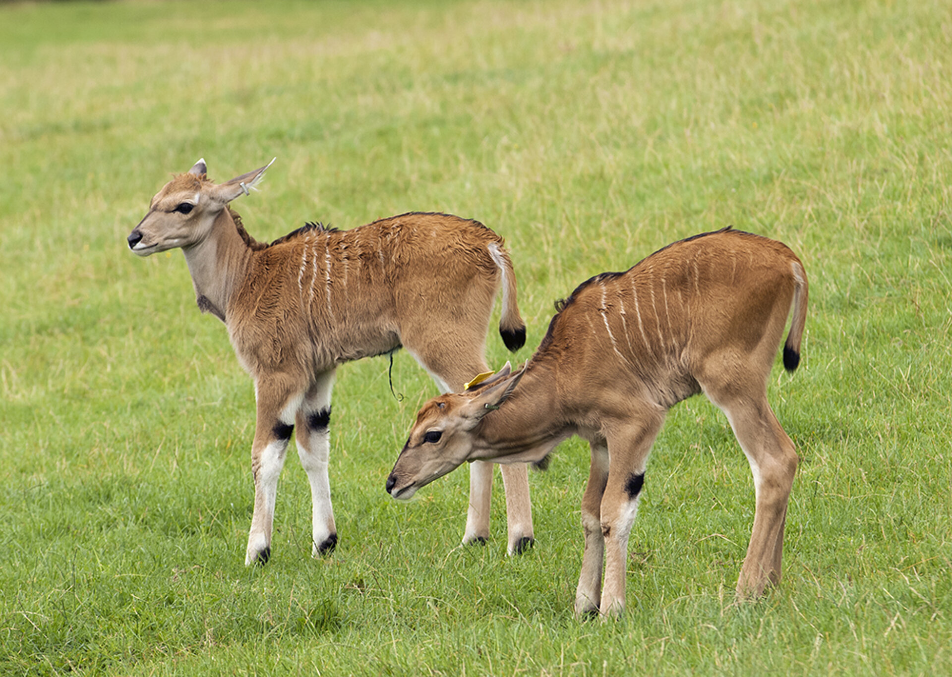 Common Eland