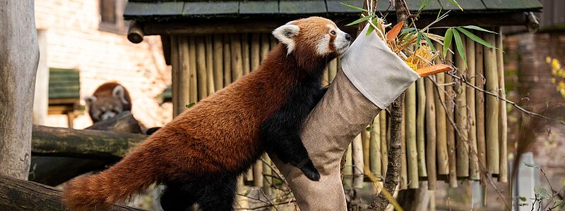 Cubs' First Christmas Comes Early