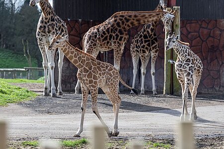 Two Baby Giraffes Make Their First Safari Appearance