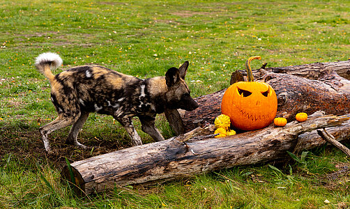 A Howl-O-Ween Treat! Animals at the Safari Park Get Their Paws on Pumpkins…