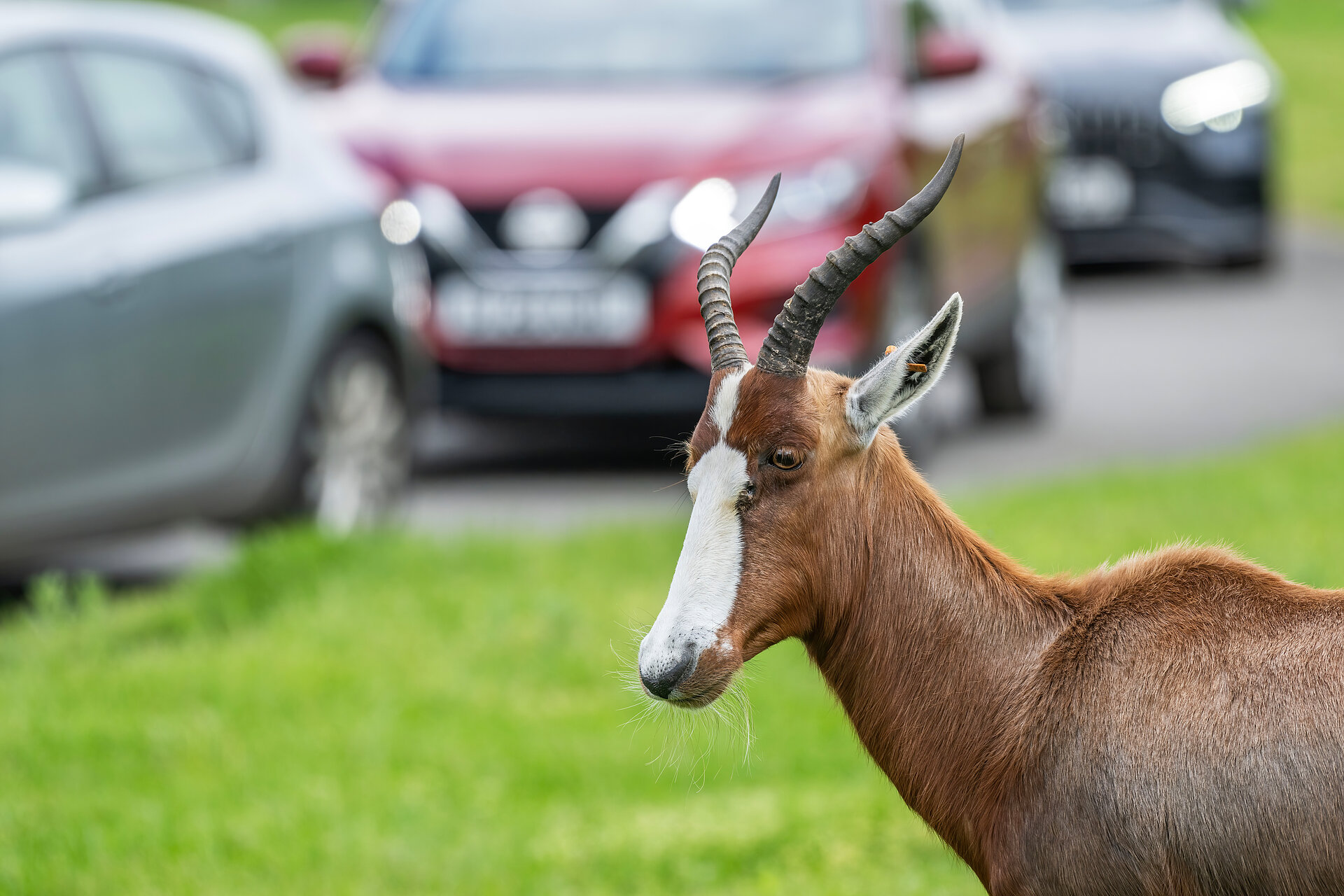 Blesbok