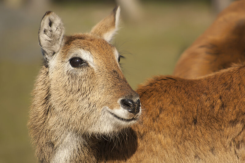Red Lechwe