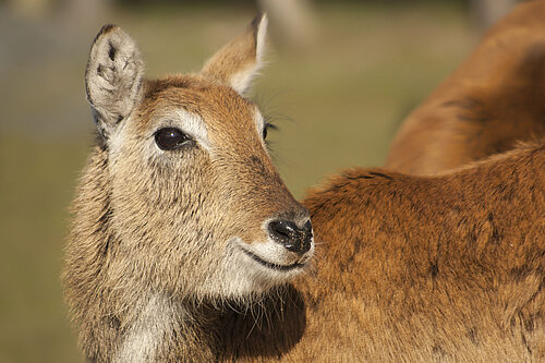 Red Lechwe