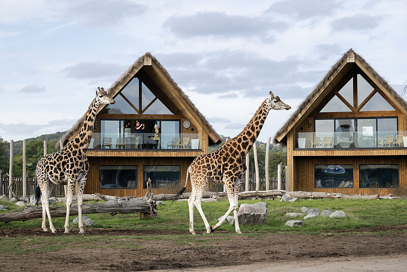 Giraffe Safari Lodges