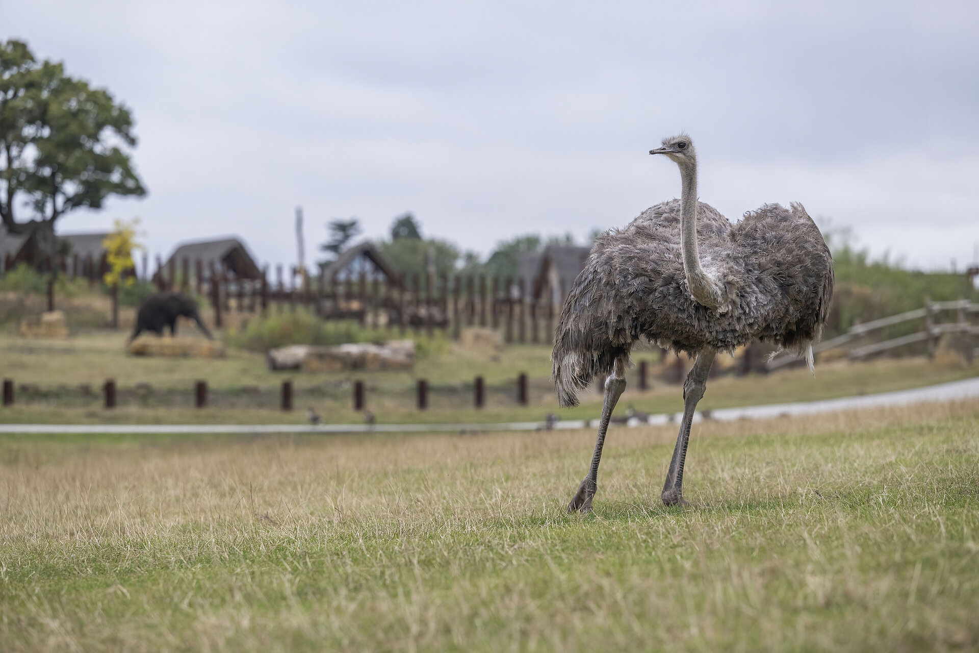 Common Ostrich