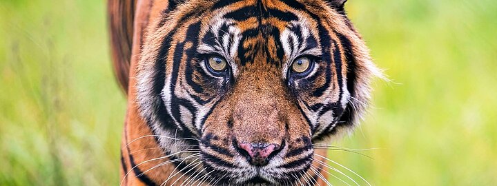 Buy One, Get One FREE!