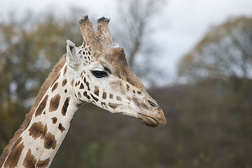Northern Giraffe