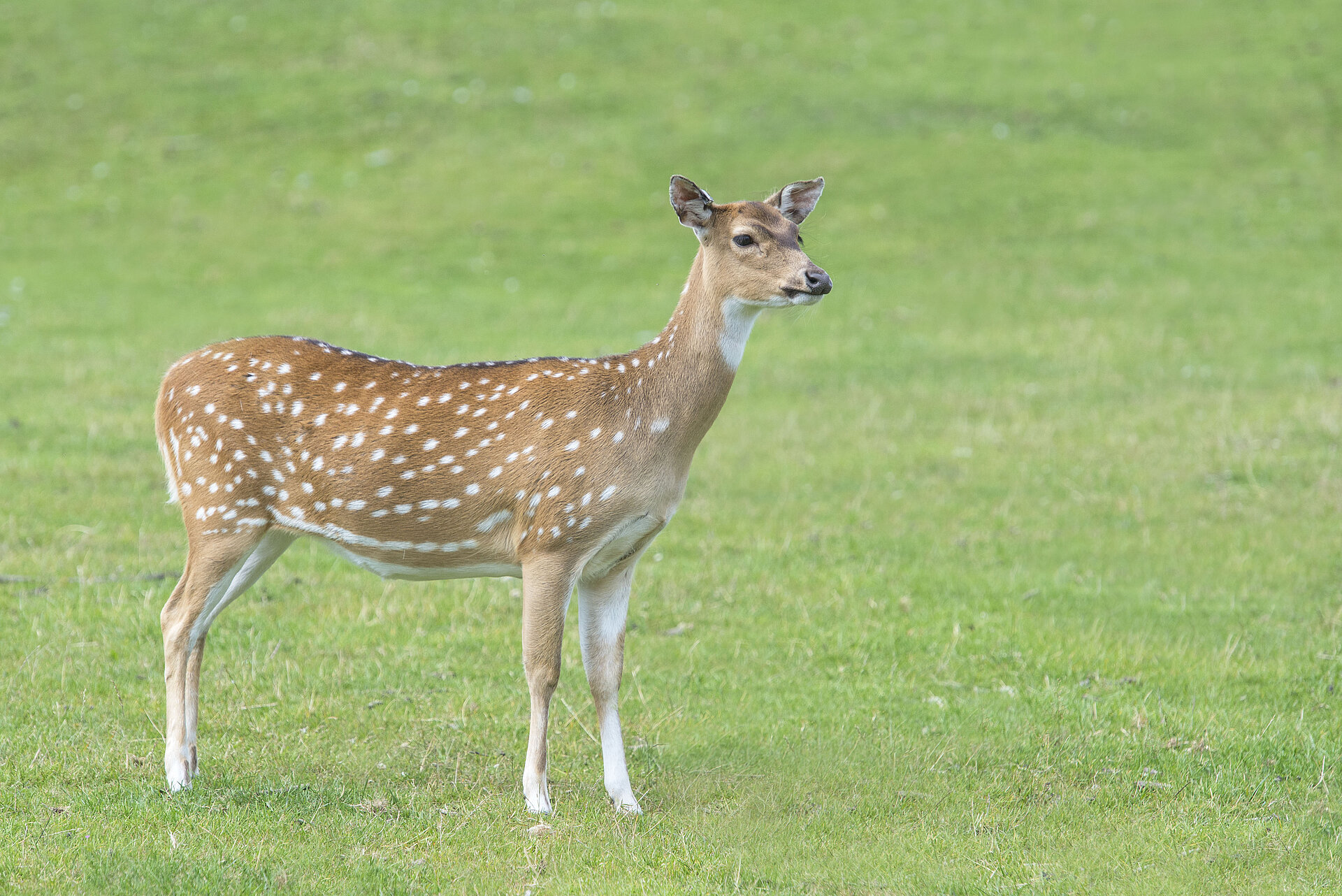 Axis Deer