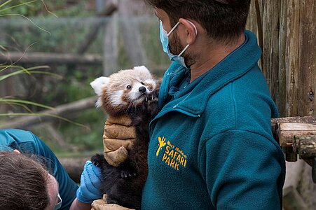 It's a Girl! Endangered Red Panda Cub has First Health Check