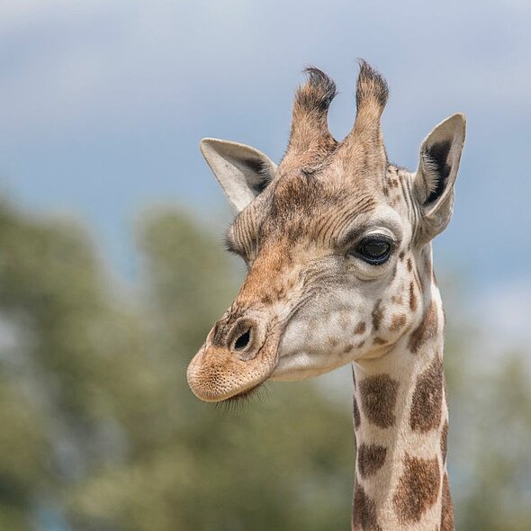 west midlands safari park uk