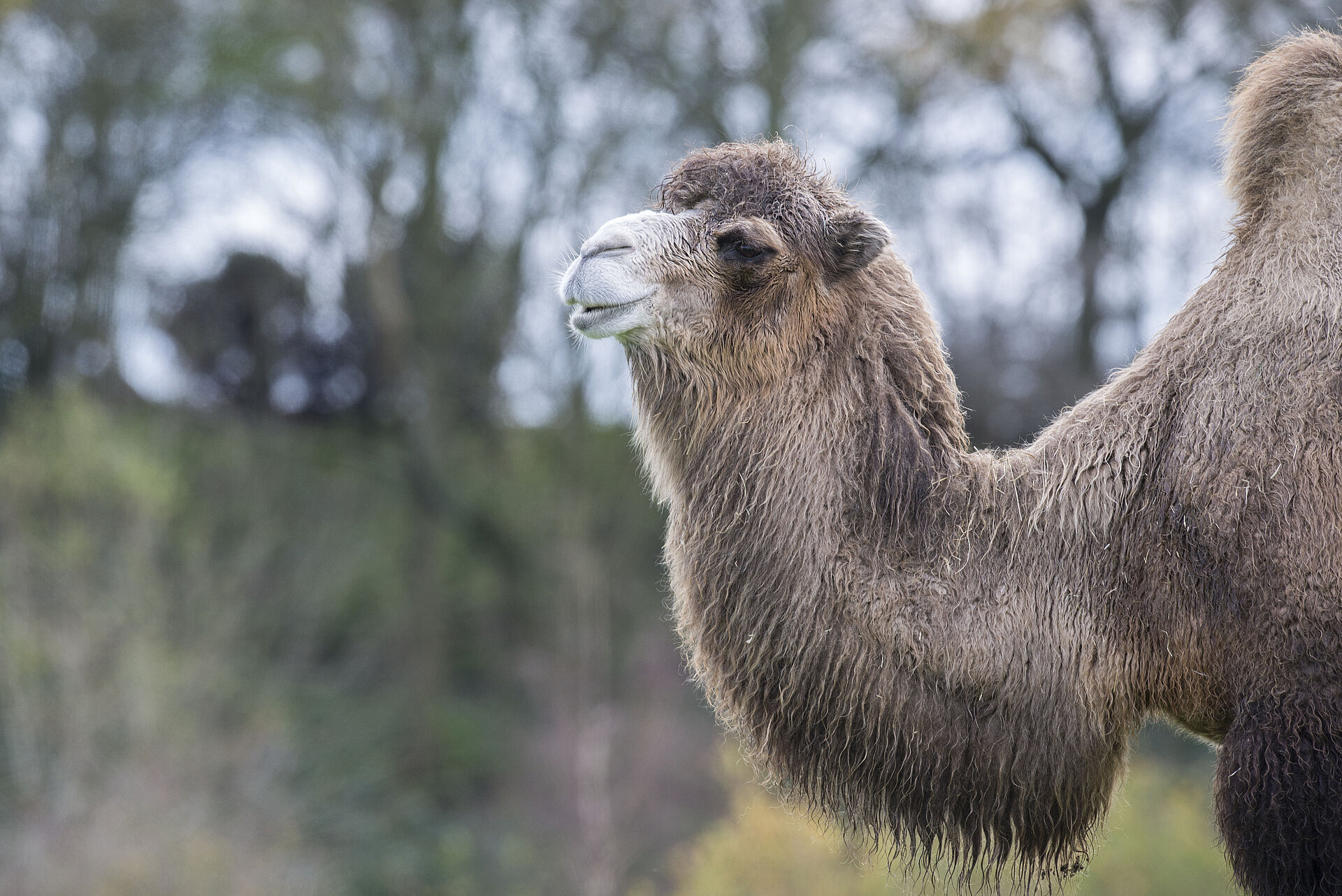 Bactrian Camels