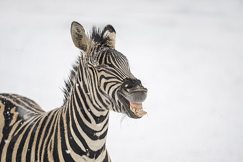 Plains Zebra