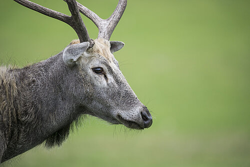 Père David's Deer