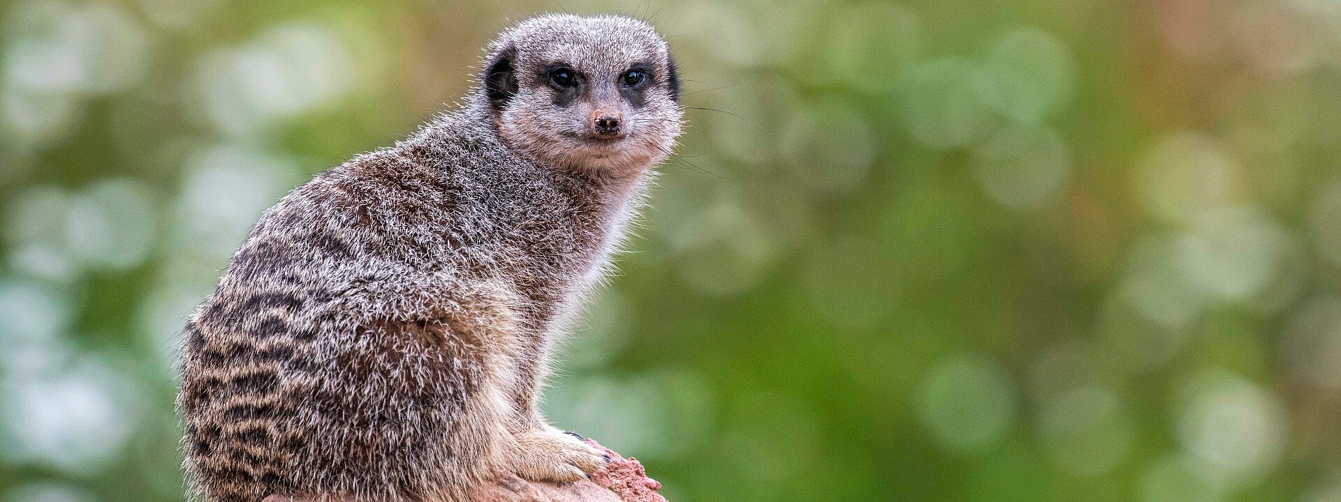 Meerkat Mayhem