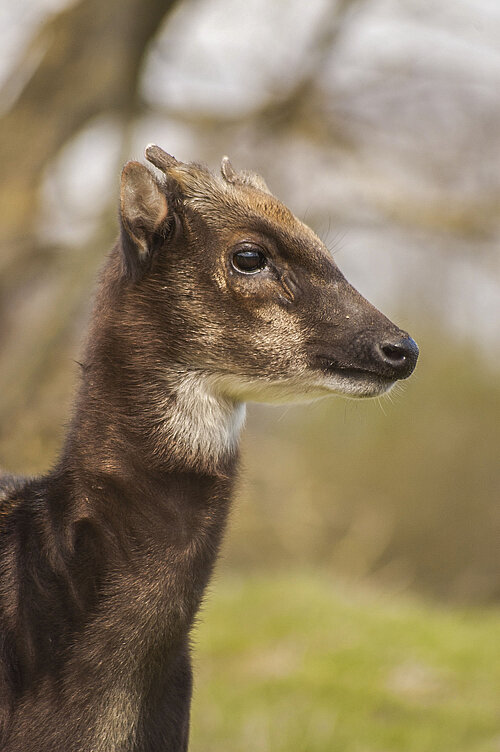 Philippine Spotted Deer