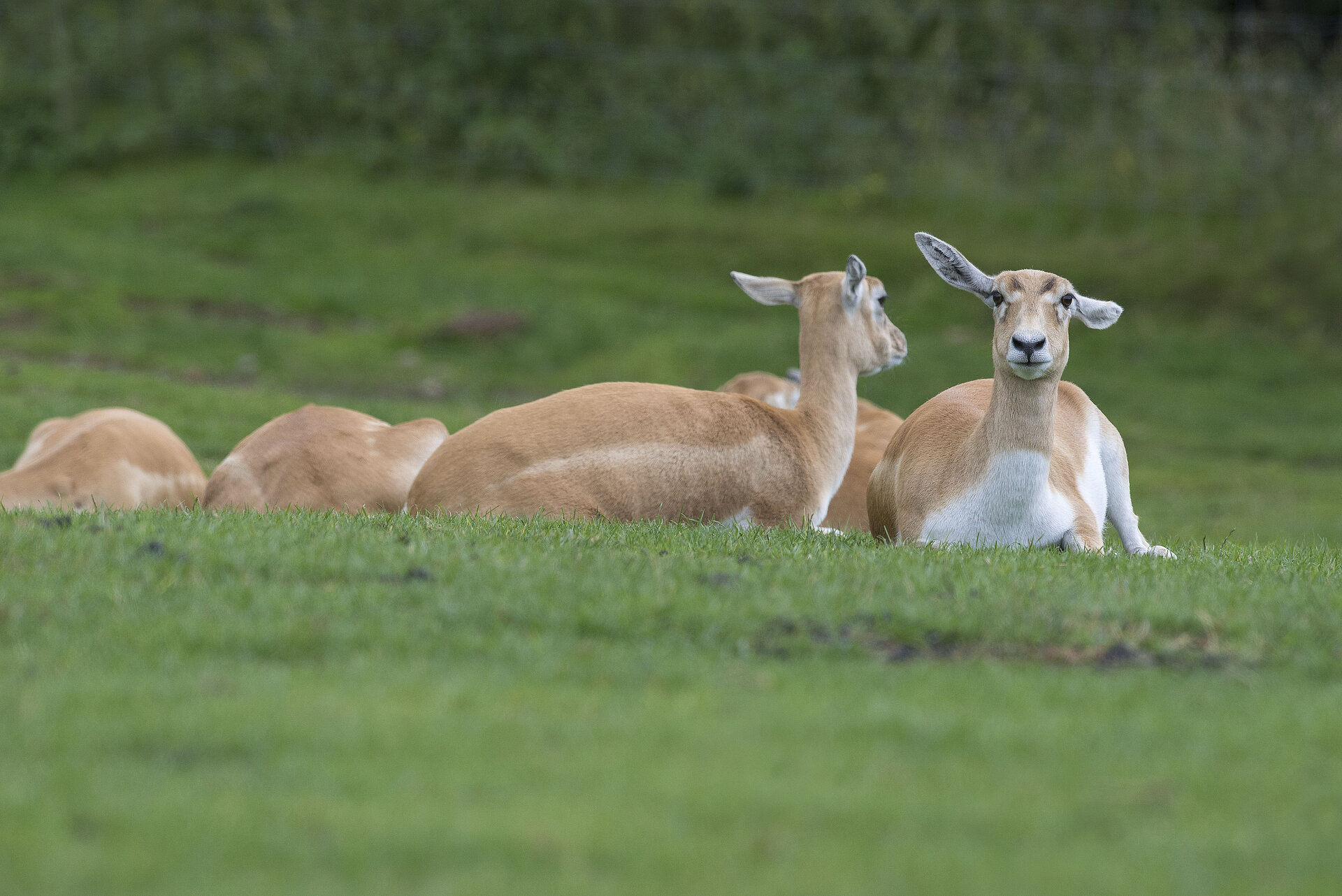Blackbuck
