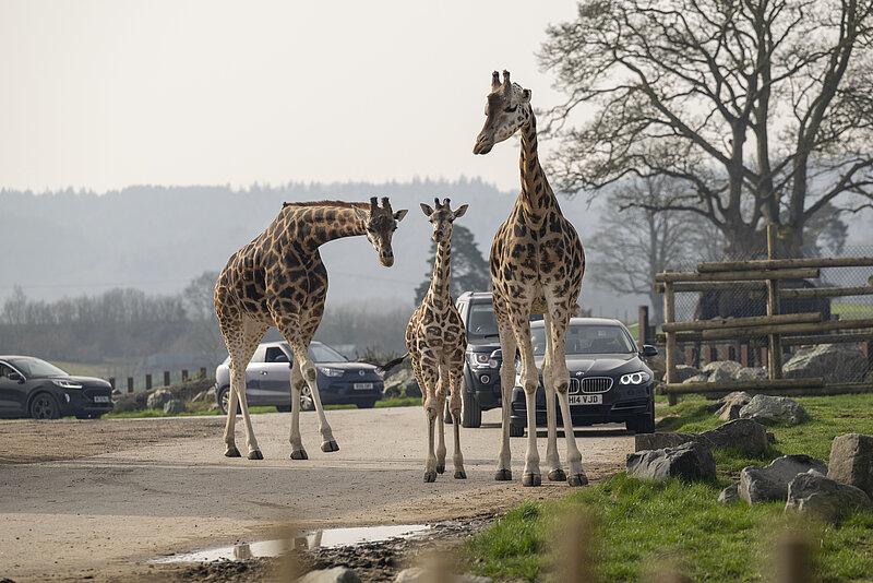 Buy One, Get One FREE!