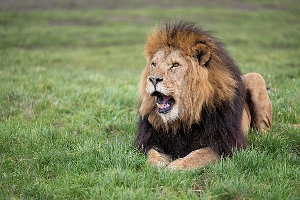 safari park kft