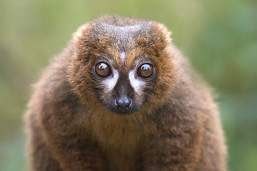 Red-Bellied Lemurs