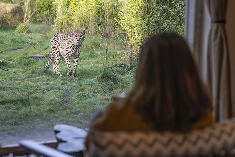 Cheetah Safari Lodges