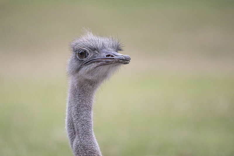 Common Ostrich