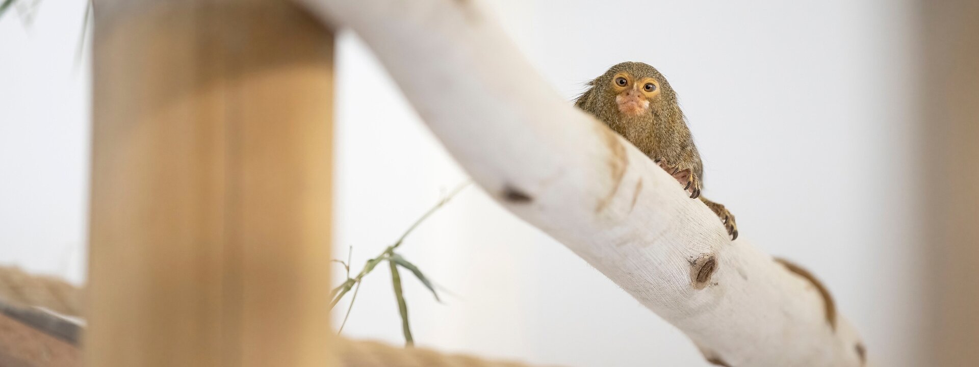 Marmoset Mischief