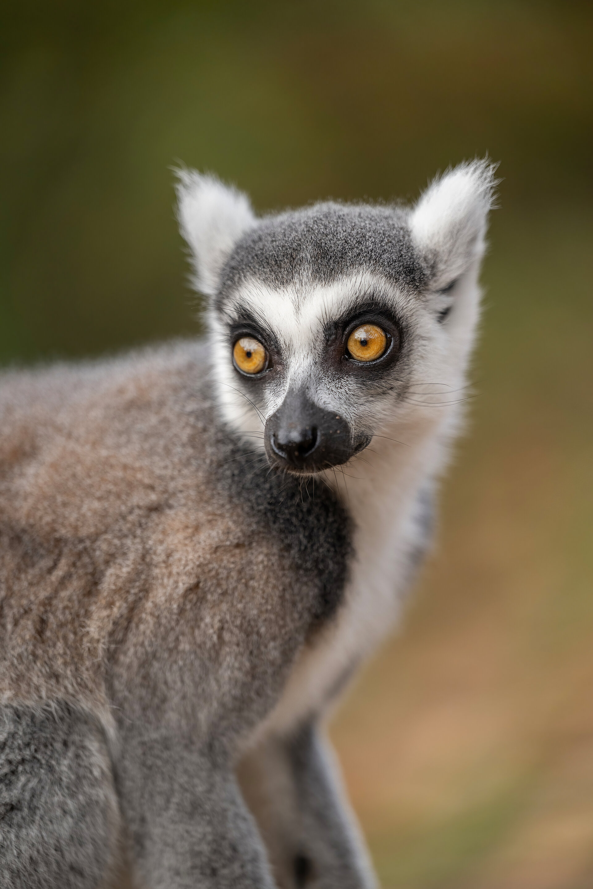 Ring-Tailed Lemurs