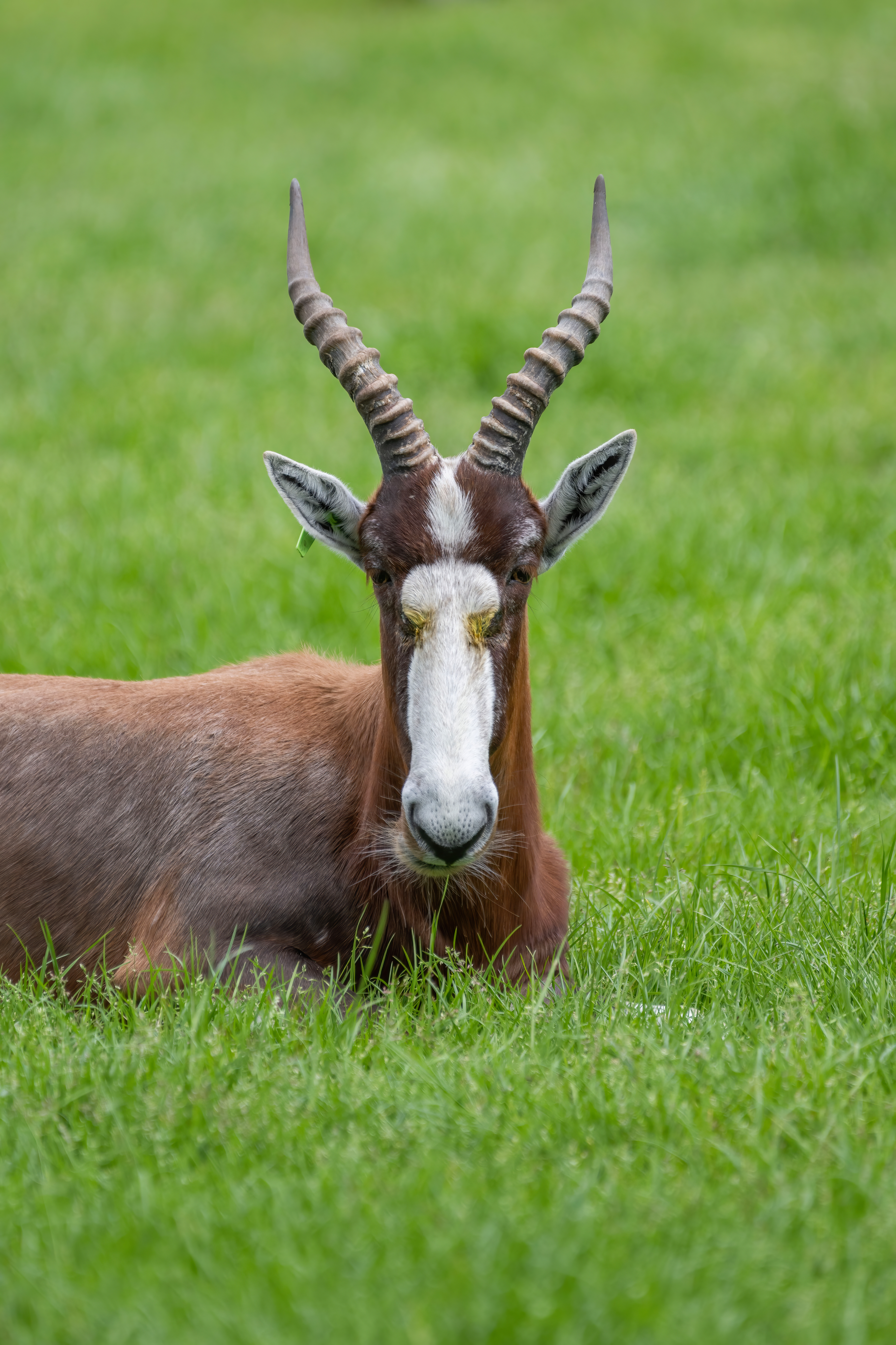 Blesbok