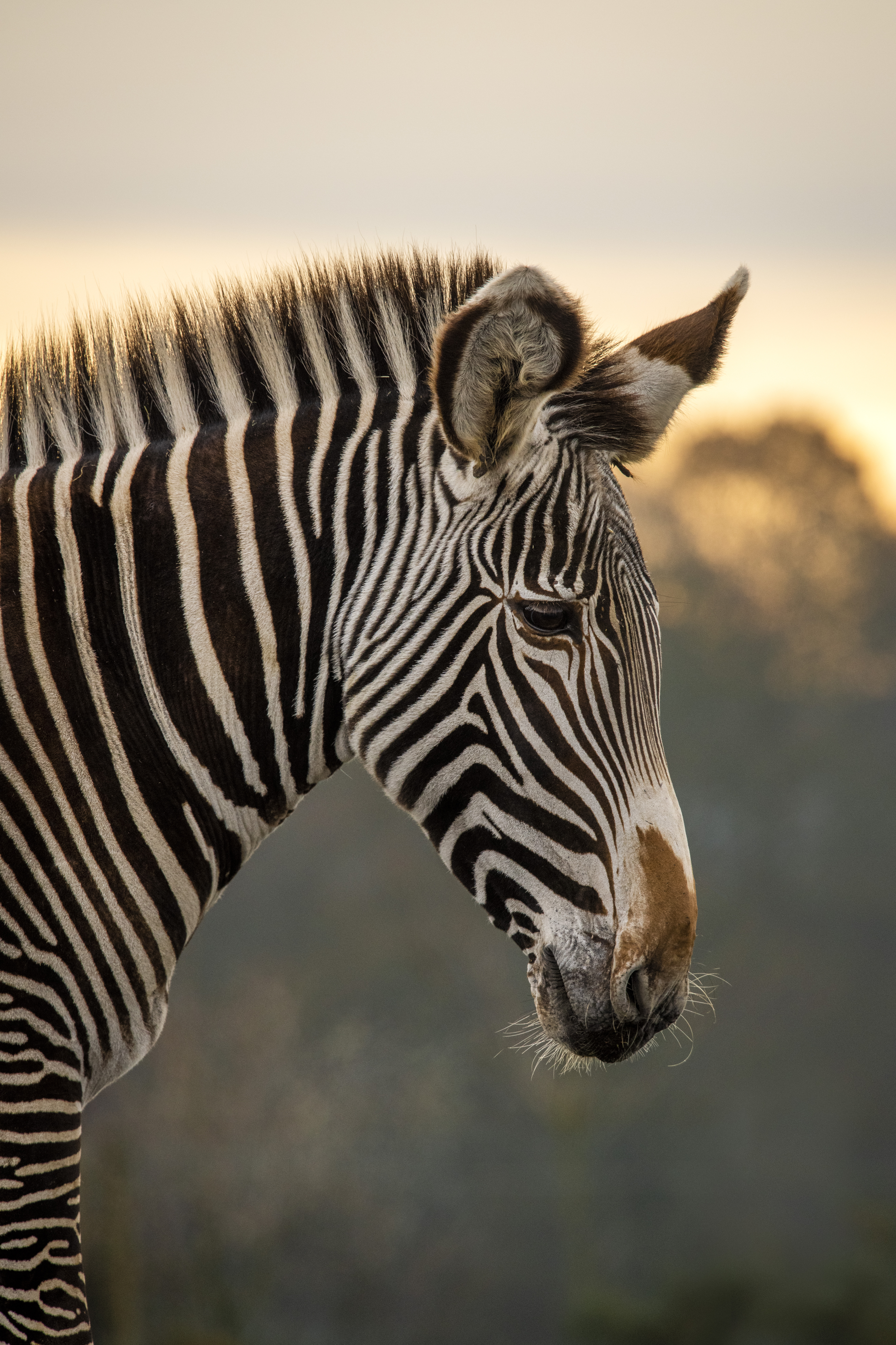 Grevy's Zebra