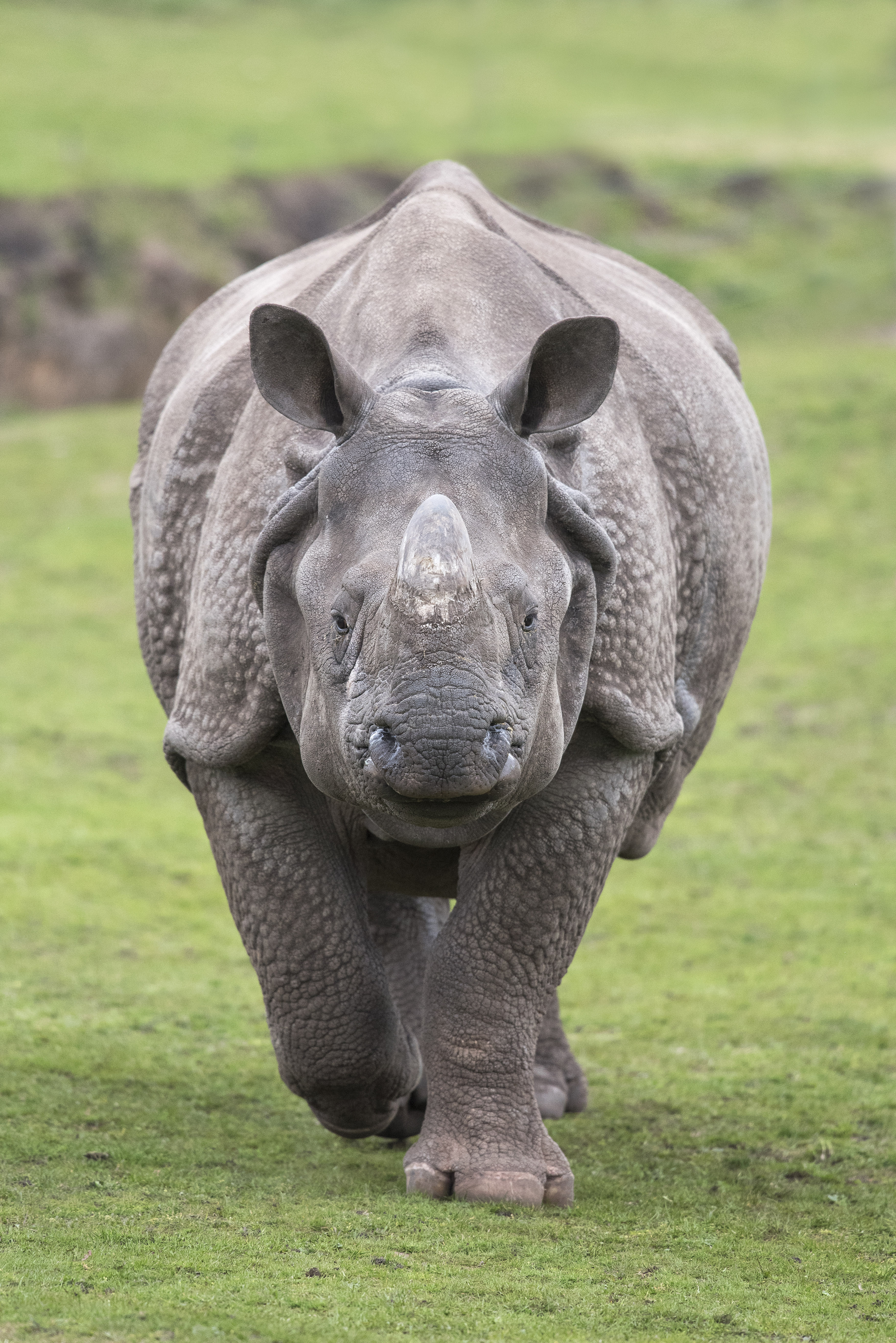 Indian Rhino