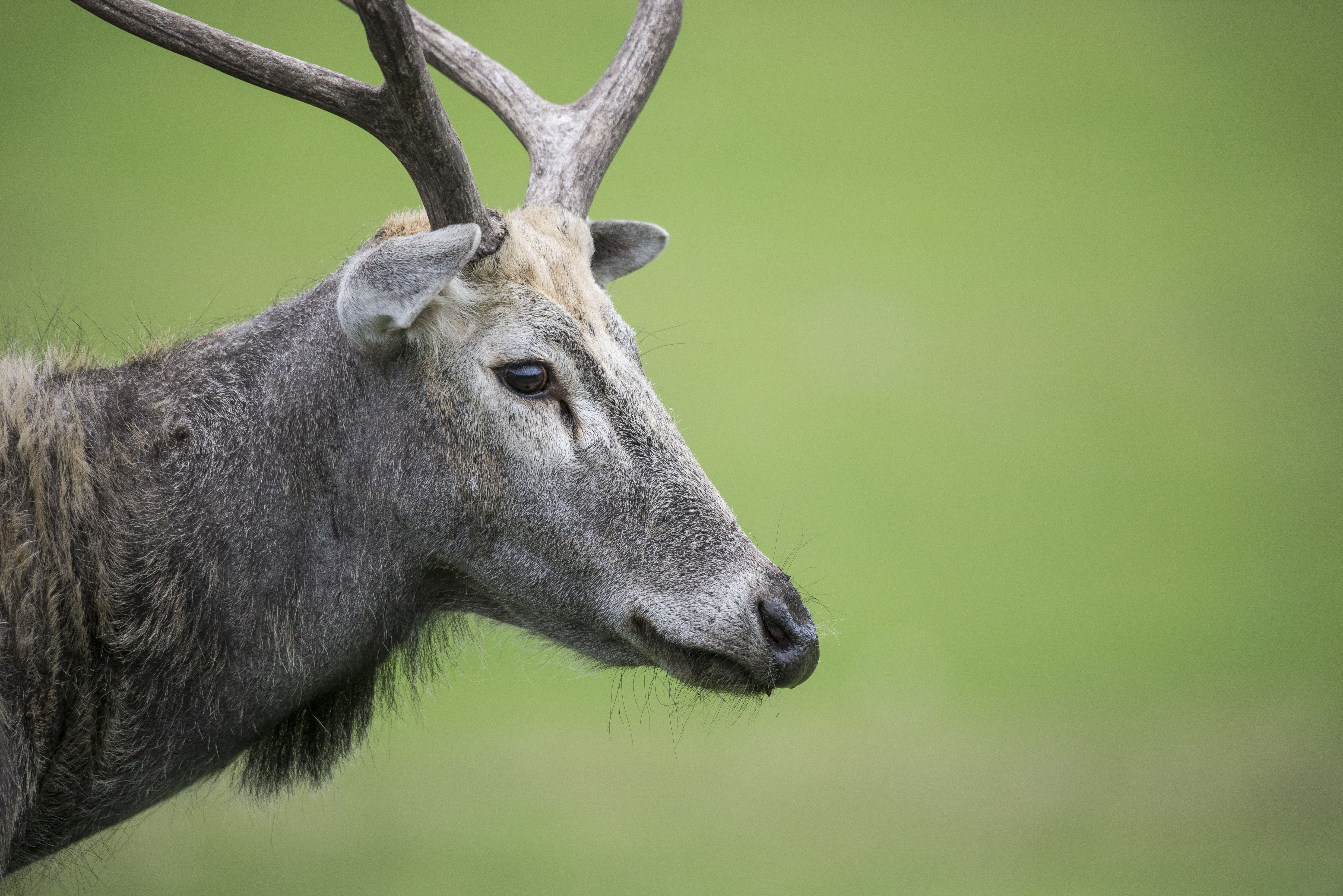 Père David's Deer