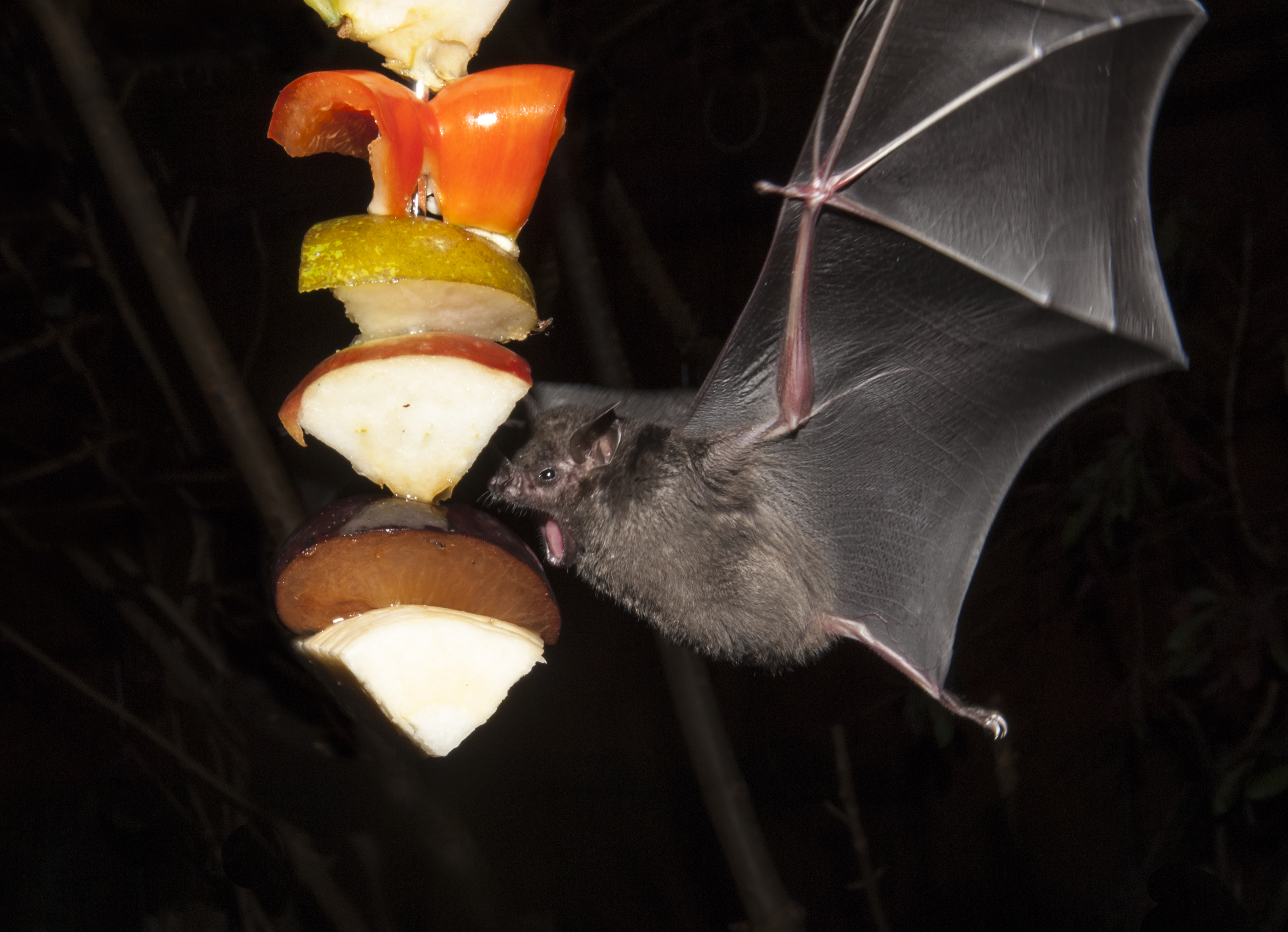 Seba’s Short-Tailed Bats