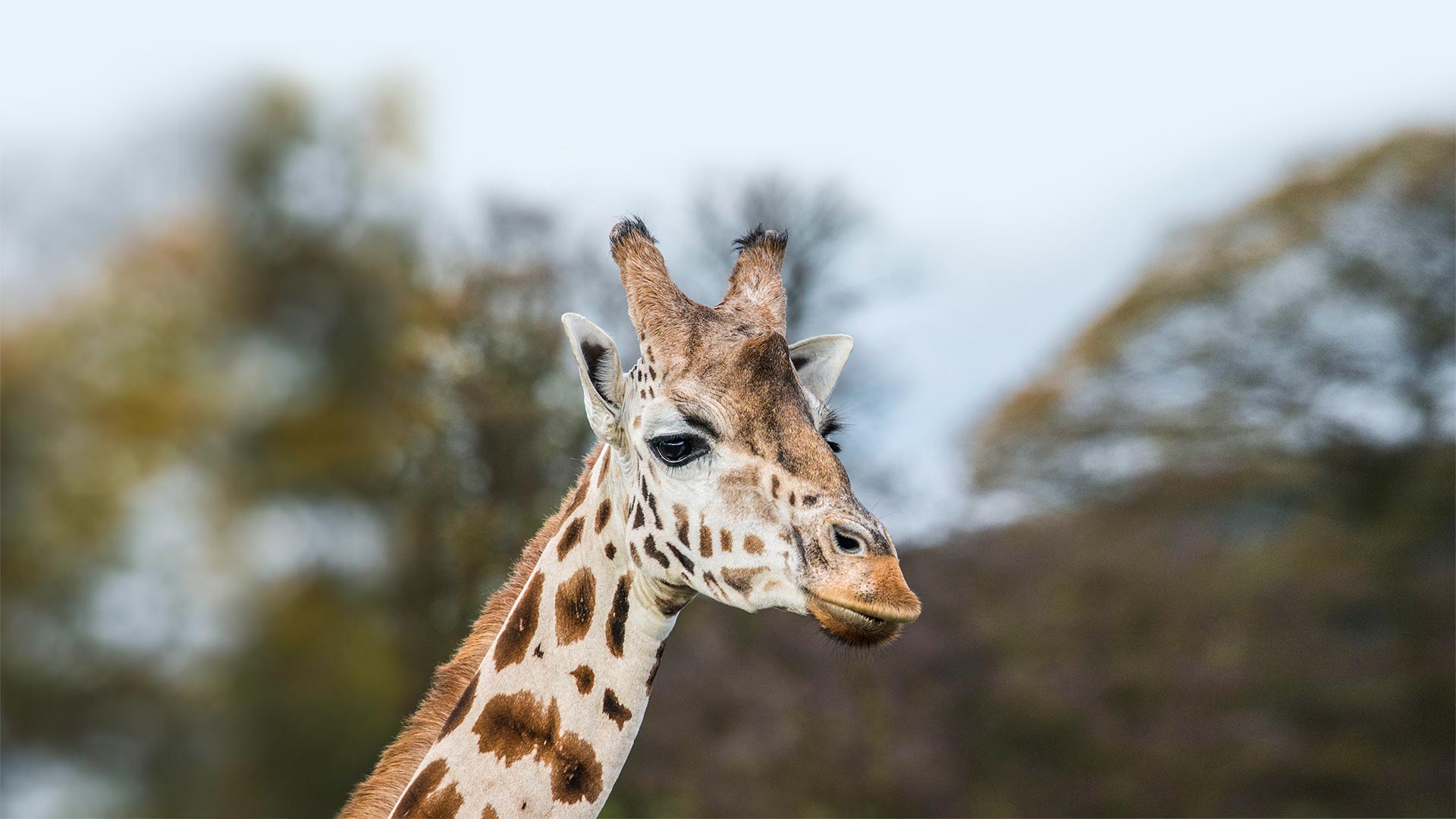 safari zoo in england